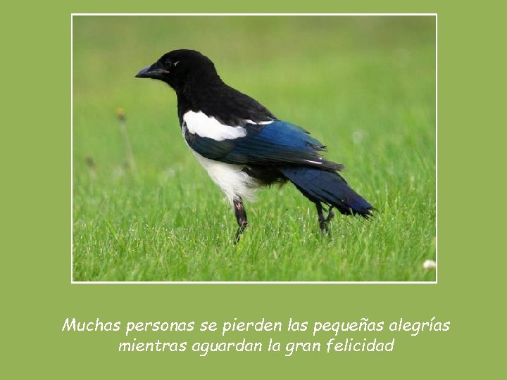 Muchas personas se pierden las pequeñas alegrías mientras aguardan la gran felicidad 