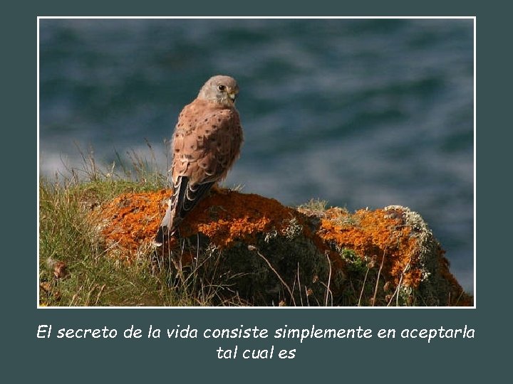 El secreto de la vida consiste simplemente en aceptarla tal cual es 