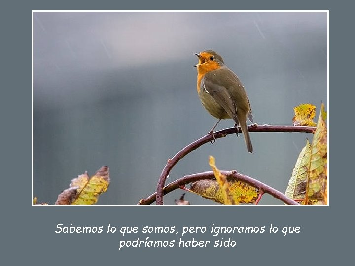 Sabemos lo que somos, pero ignoramos lo que podríamos haber sido 