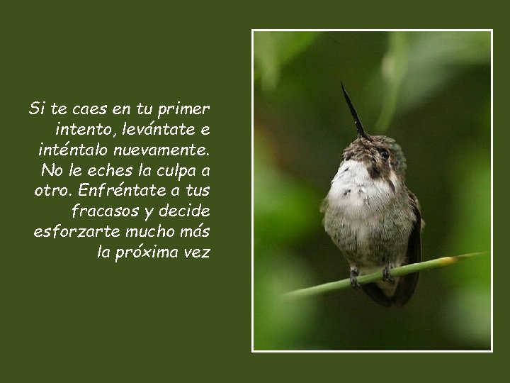 Si te caes en tu primer intento, levántate e inténtalo nuevamente. No le eches