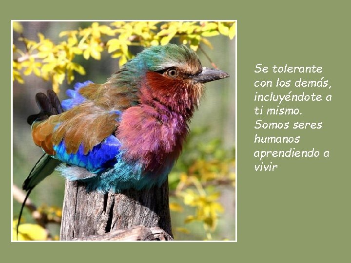 Se tolerante con los demás, incluyéndote a ti mismo. Somos seres humanos aprendiendo a