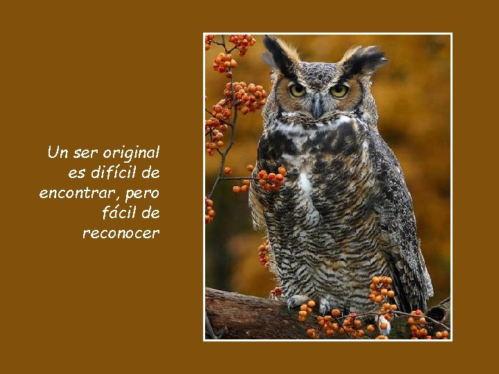 Un ser original es difícil de encontrar, pero fácil de reconocer 