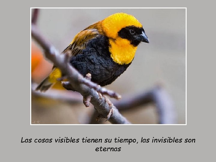 Las cosas visibles tienen su tiempo, las invisibles son eternas 