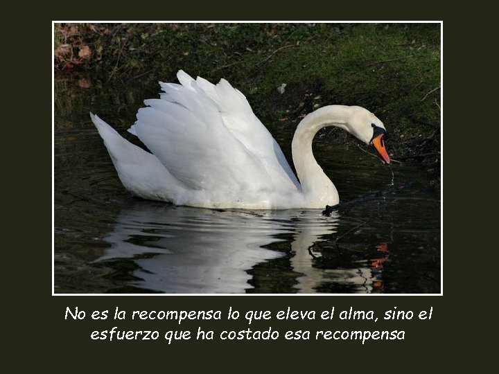 No es la recompensa lo que eleva el alma, sino el esfuerzo que ha