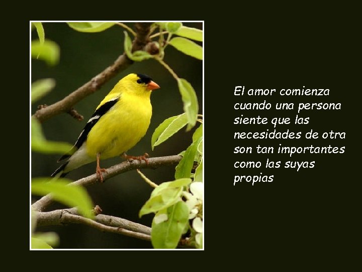 El amor comienza cuando una persona siente que las necesidades de otra son tan