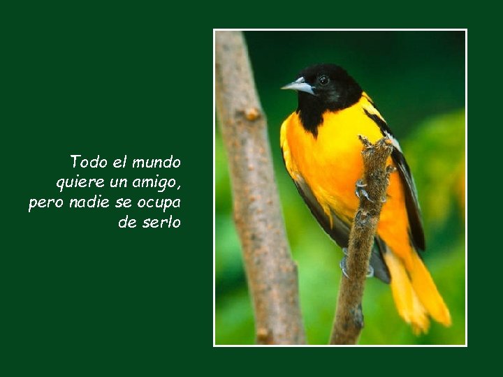 Todo el mundo quiere un amigo, pero nadie se ocupa de serlo 