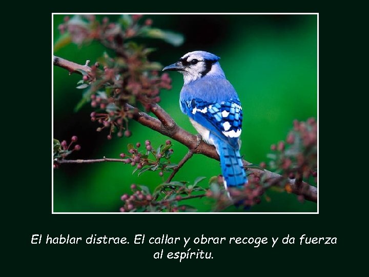 El hablar distrae. El callar y obrar recoge y da fuerza al espíritu. 