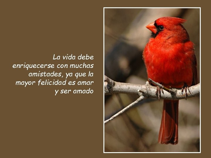 La vida debe enriquecerse con muchas amistades, ya que la mayor felicidad es amar