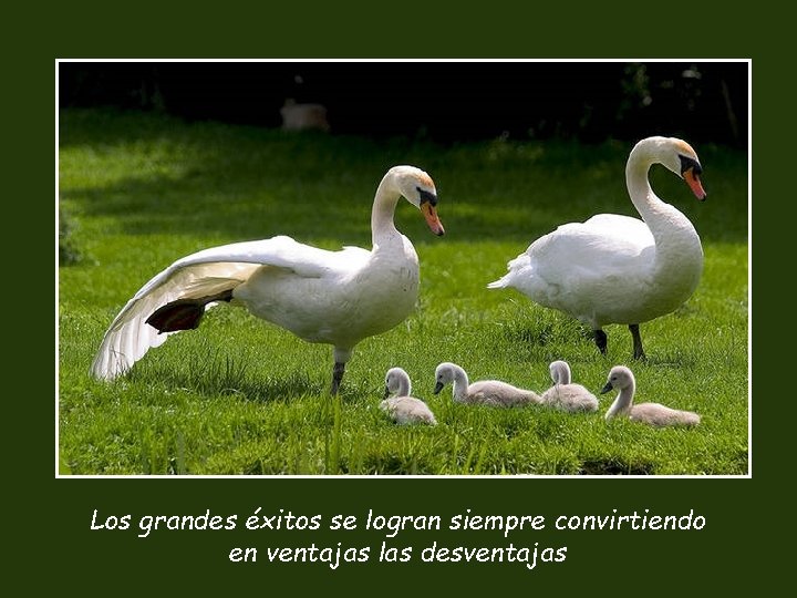 Los grandes éxitos se logran siempre convirtiendo en ventajas las desventajas 
