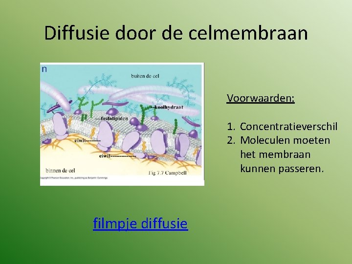 Diffusie door de celmembraan Voorwaarden: 1. Concentratieverschil 2. Moleculen moeten het membraan kunnen passeren.