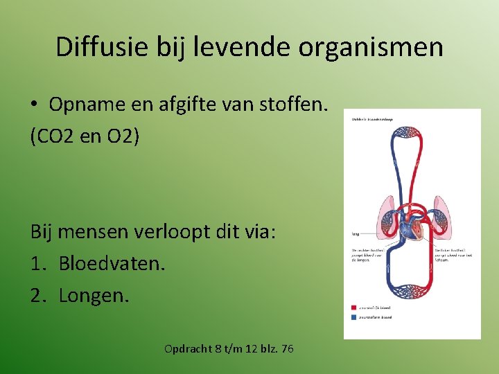 Diffusie bij levende organismen • Opname en afgifte van stoffen. (CO 2 en O