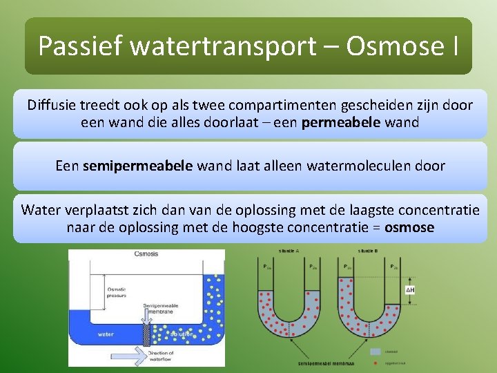 Passief watertransport – Osmose I Diffusie treedt ook op als twee compartimenten gescheiden zijn
