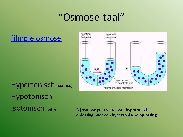 “Osmose-taal” filmpje osmose Hypertonisch (zeewater) Hypotonisch Isotonisch (gelijk) Bij osmose gaat water van hypotonische