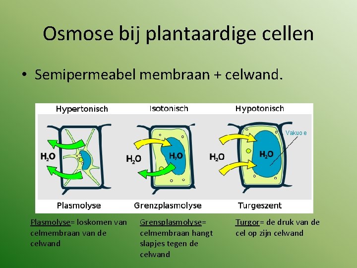 Osmose bij plantaardige cellen • Semipermeabel membraan + celwand. Plasmolyse= loskomen van celmembraan van