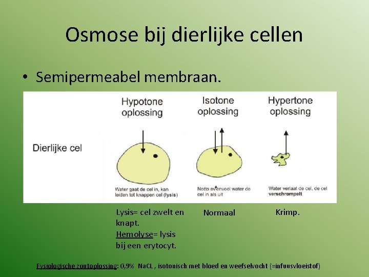 Osmose bij dierlijke cellen • Semipermeabel membraan. Lysis= cel zwelt en knapt. Hemolyse= lysis