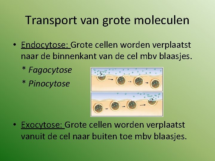 Transport van grote moleculen • Endocytose: Grote cellen worden verplaatst naar de binnenkant van