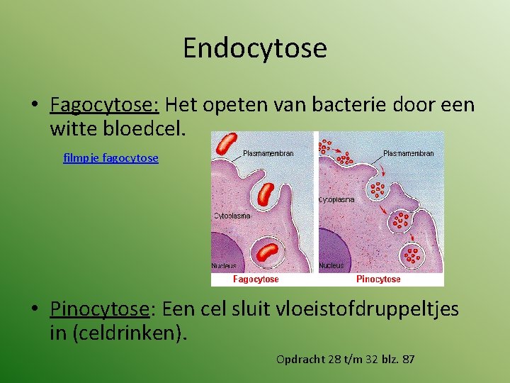 Endocytose • Fagocytose: Het opeten van bacterie door een witte bloedcel. filmpje fagocytose •