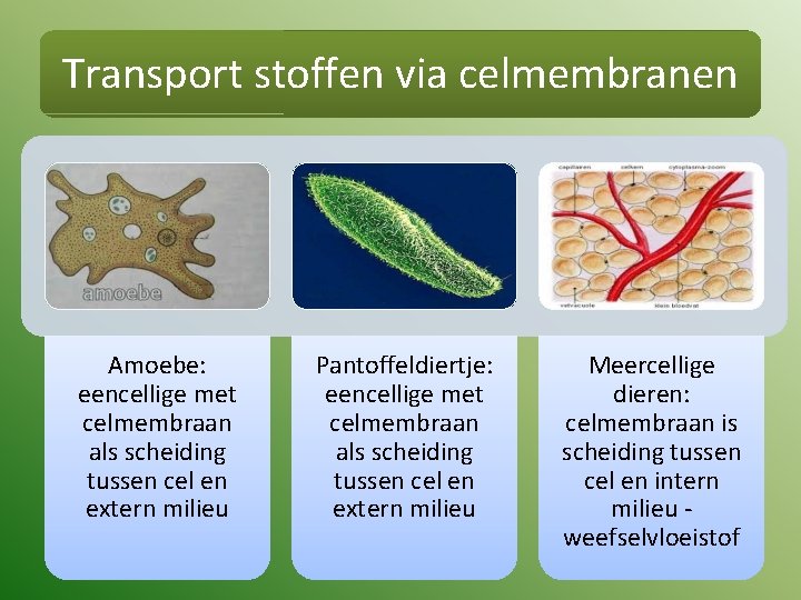 Transport stoffen via celmembranen Amoebe: eencellige met celmembraan als scheiding tussen cel en extern