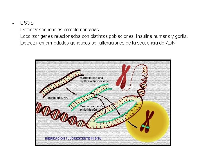 - USOS. Detectar secuencias complementarias. Localizar genes relacionados con distintas poblaciones. Insulina humana y