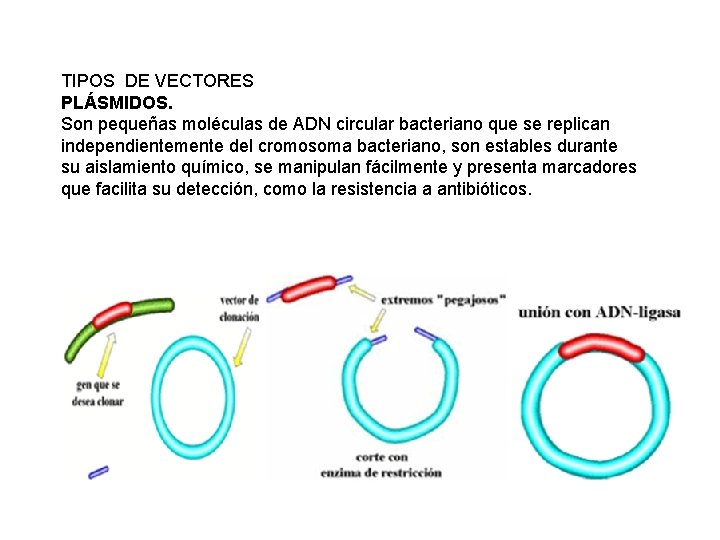 TIPOS DE VECTORES PLÁSMIDOS. Son pequeñas moléculas de ADN circular bacteriano que se replican