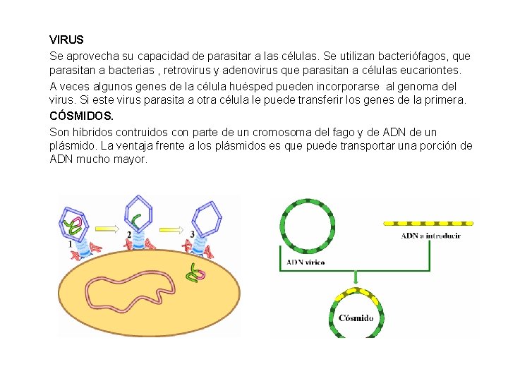 VIRUS Se aprovecha su capacidad de parasitar a las células. Se utilizan bacteriófagos, que