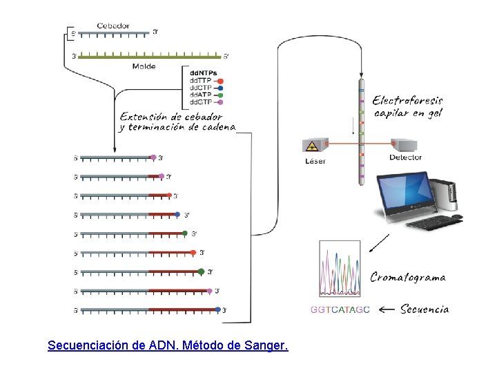 Secuenciación de ADN. Método de Sanger. 