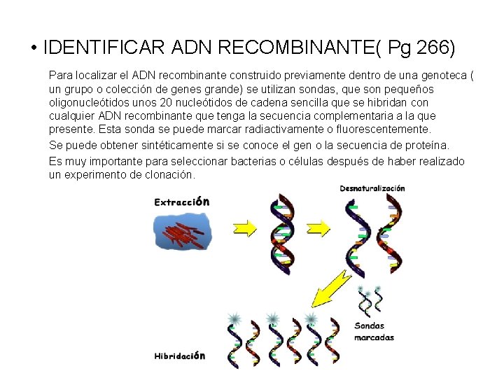  • IDENTIFICAR ADN RECOMBINANTE( Pg 266) Para localizar el ADN recombinante construido previamente