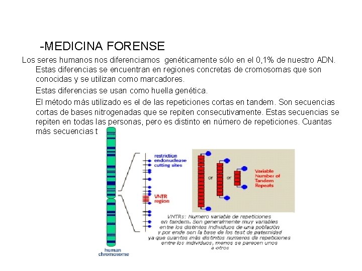 -MEDICINA FORENSE Los seres humanos diferenciamos genéticamente sólo en el 0, 1% de nuestro