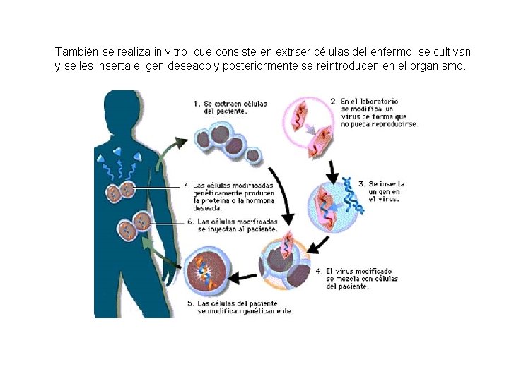 También se realiza in vitro, que consiste en extraer células del enfermo, se cultivan