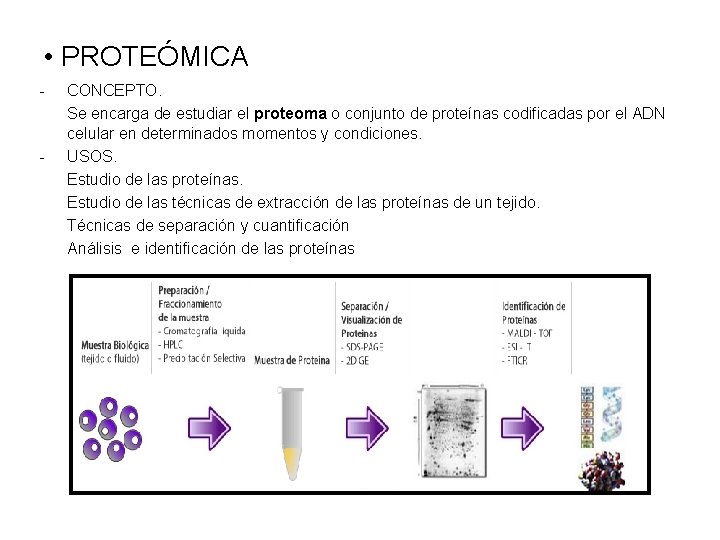  • PROTEÓMICA - - CONCEPTO. Se encarga de estudiar el proteoma o conjunto