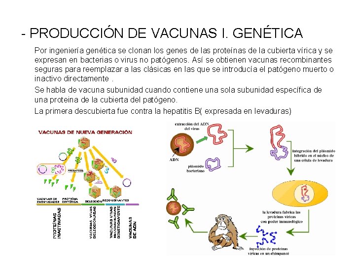 - PRODUCCIÓN DE VACUNAS I. GENÉTICA Por ingeniería genética se clonan los genes de