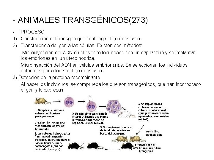 - ANIMALES TRANSGÉNICOS(273) - PROCESO 1) Construcción del transgen que contenga el gen deseado.