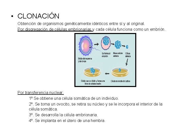  • CLONACIÓN Obtención de organismos genéticamente idénticos entre sí y al original. Por