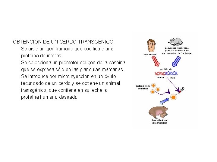 OBTENCIÓN DE UN CERDO TRANSGÉNICO. Se aisla un gen humano que codifica a una