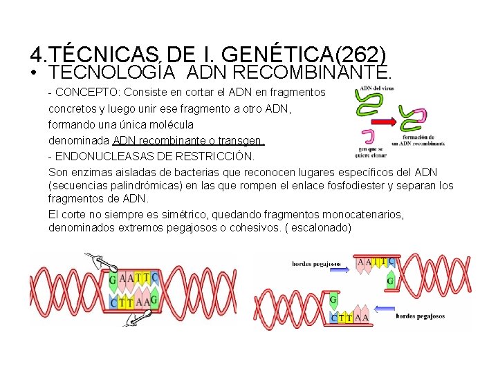 4. TÉCNICAS DE I. GENÉTICA(262) • TECNOLOGÍA ADN RECOMBINANTE. - CONCEPTO: Consiste en cortar