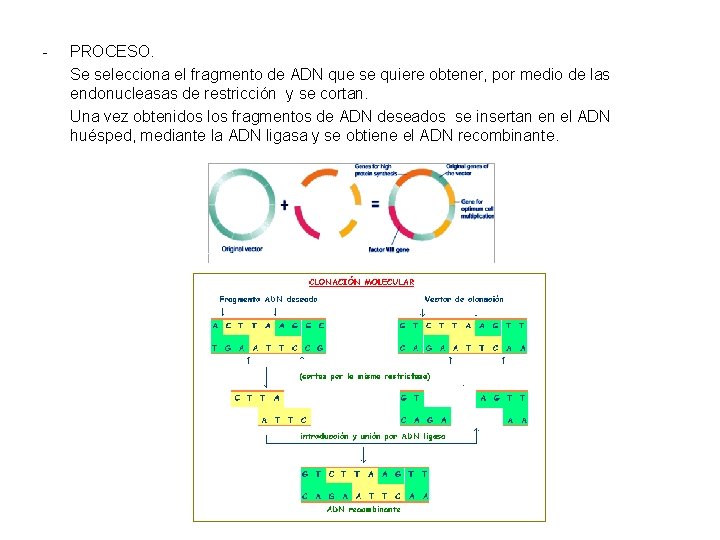 - PROCESO. Se selecciona el fragmento de ADN que se quiere obtener, por medio