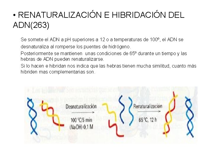  • RENATURALIZACIÓN E HIBRIDACIÓN DEL ADN(263) Se somete el ADN a p. H