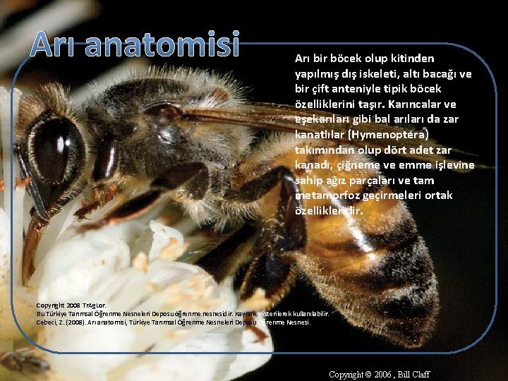 Arı anatomisi Arı bir böcek olup kitinden yapılmış dış iskeleti, altı bacağı ve bir