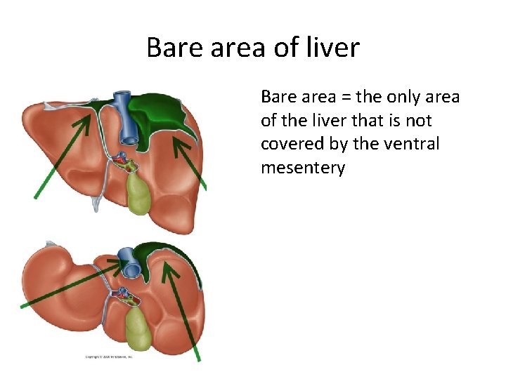 Liver Embryology Anna Robson Ruben Vilela Primitive Gut