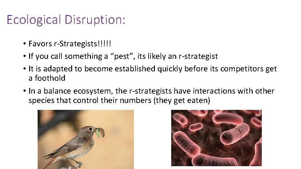 Ecological Disruption: • Favors r-Strategists!!!!! • If you call something a “pest”, its likely