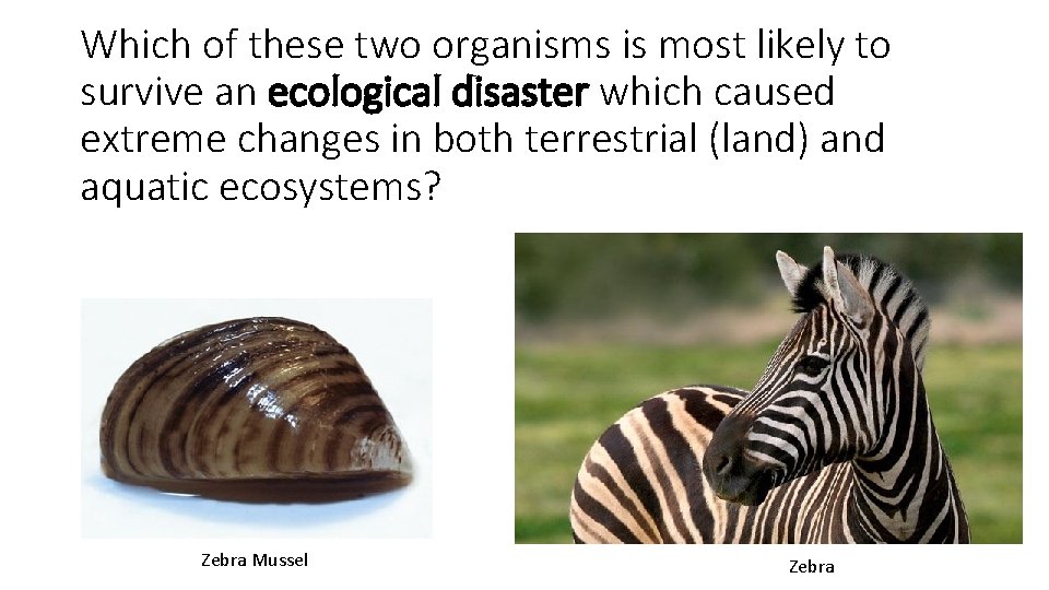 Which of these two organisms is most likely to survive an ecological disaster which