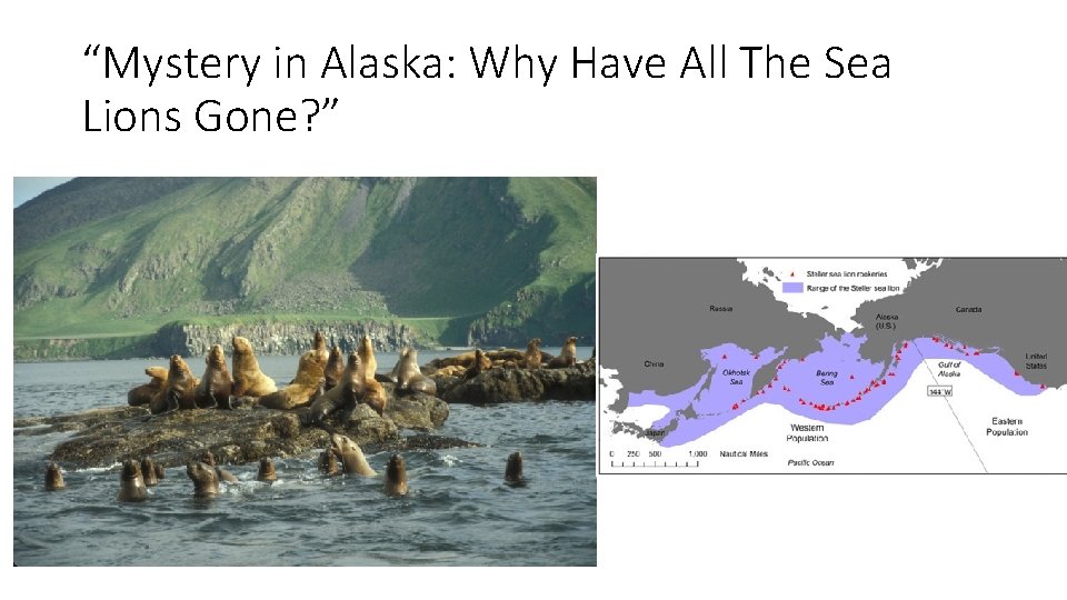 “Mystery in Alaska: Why Have All The Sea Lions Gone? ” 