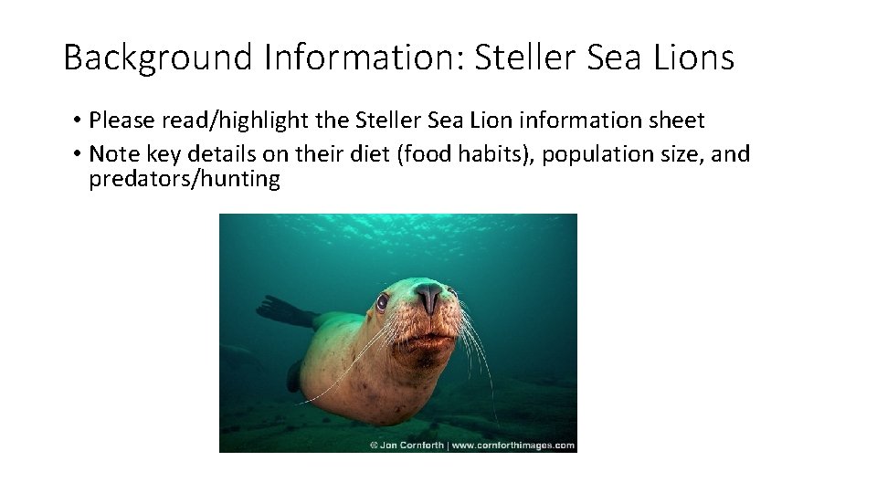 Background Information: Steller Sea Lions • Please read/highlight the Steller Sea Lion information sheet