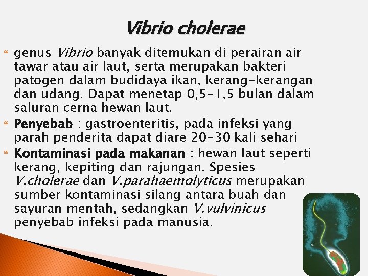 Vibrio cholerae genus Vibrio banyak ditemukan di perairan air tawar atau air laut, serta
