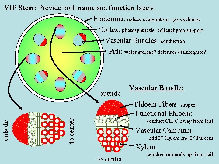 VIP Stem: Provide both name and function labels: Epidermis: reduce evaporation, gas exchange Cortex: VIP Stem: Provide both name and function labels: Epidermis: reduce evaporation, gas exchange Cortex: