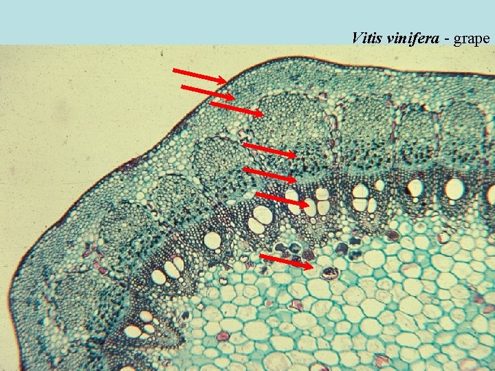 Vitis vinifera - grape Vitis vinifera - grape