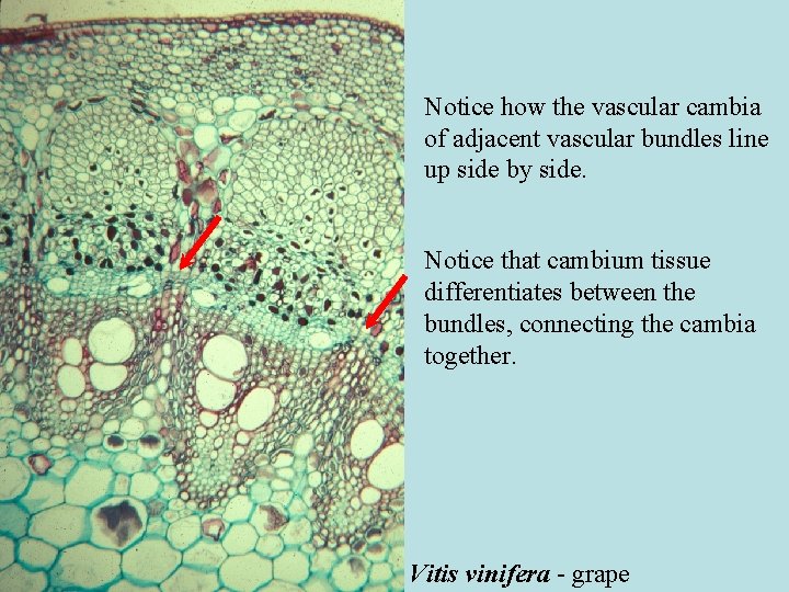 Notice how the vascular cambia of adjacent vascular bundles line up side by side. Notice how the vascular cambia of adjacent vascular bundles line up side by side.