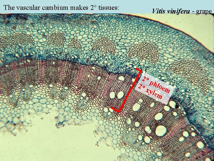 The vascular cambium makes 2° tissues: Vitis vinifera - grape 2° p 2° hloem The vascular cambium makes 2° tissues: Vitis vinifera - grape 2° p 2° hloem