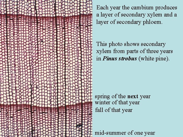Each year the cambium produces a layer of secondary xylem and a layer of Each year the cambium produces a layer of secondary xylem and a layer of