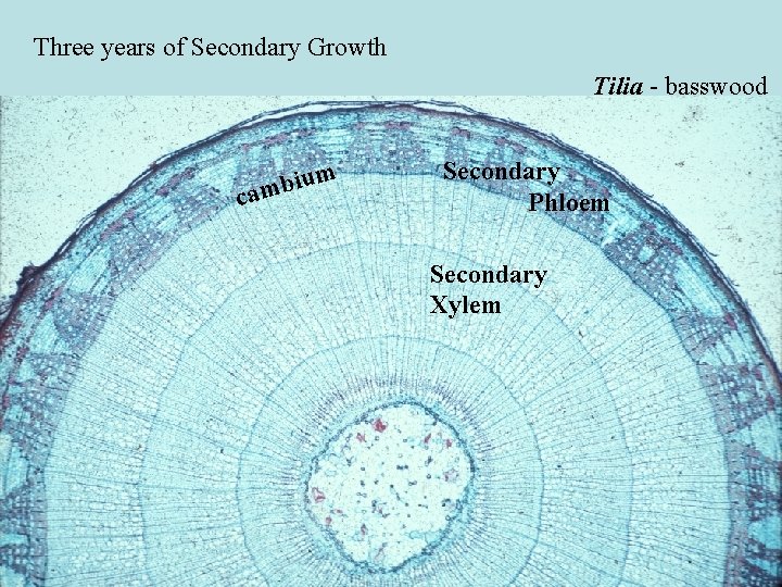Three years of Secondary Growth Tilia - basswood ium b m ca Secondary Phloem Three years of Secondary Growth Tilia - basswood ium b m ca Secondary Phloem